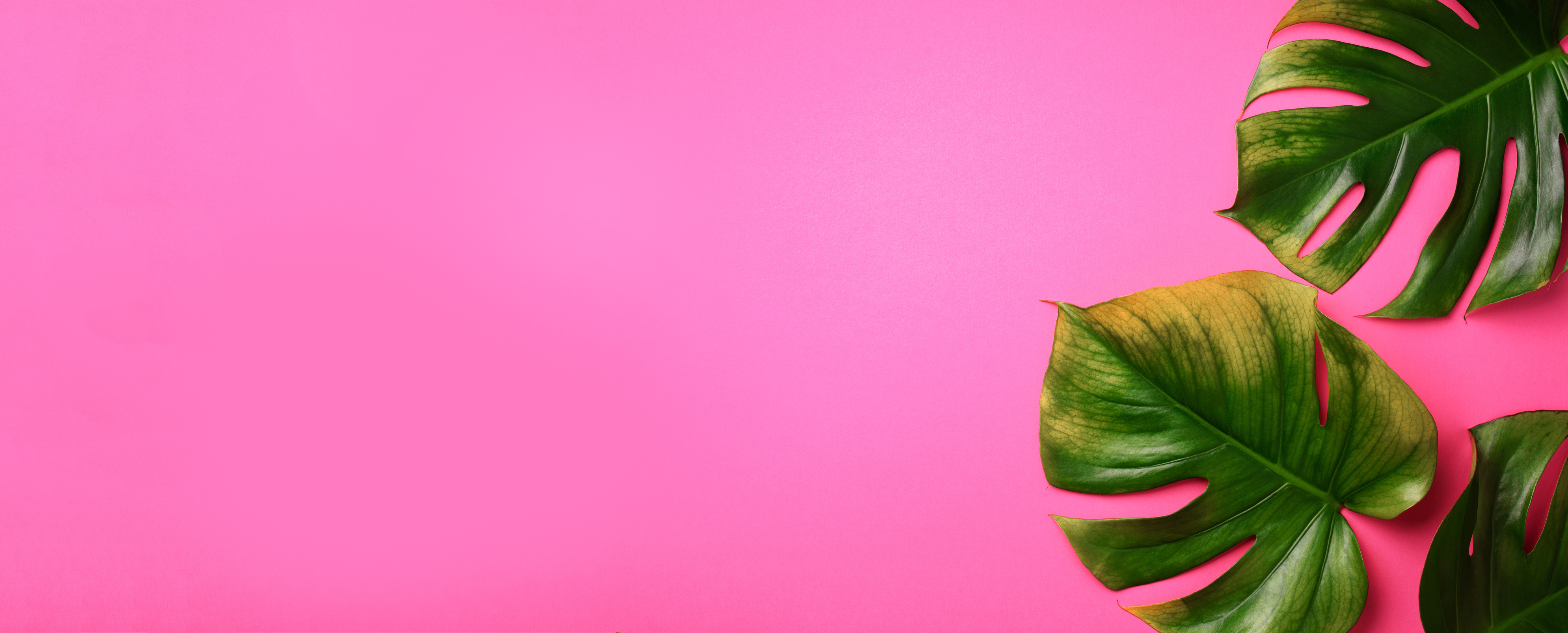 Tropical Monstera Leaves on Pink Background. Flat Lay, Top View. Creative Layout. Summer Concept. Banner